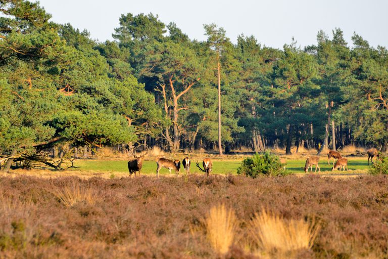 Nieuw: Veluwse nazomerdagen