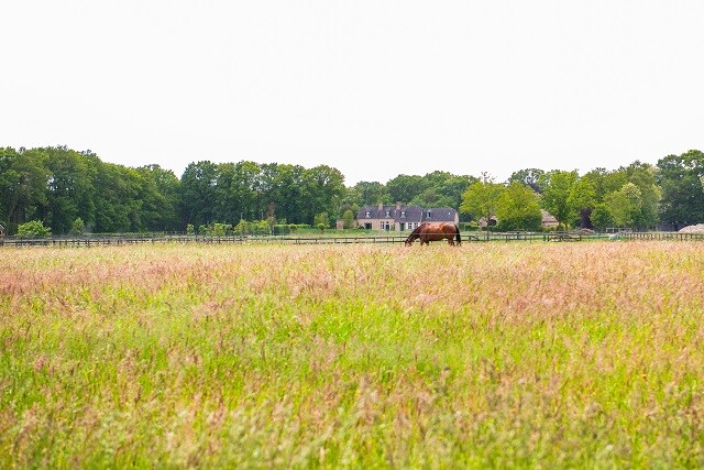 Heerlijk bijkomen op de Veluwe: voorjaar
